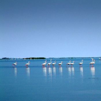 chilika lake, Odisha